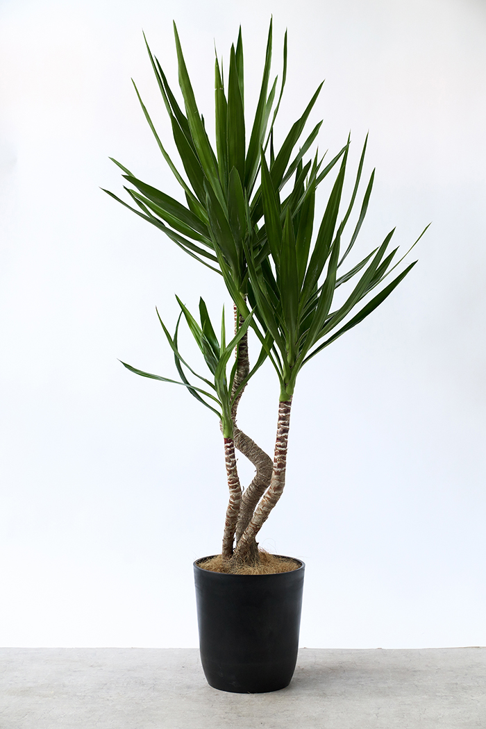 観葉植物 ユッカ ブランチ 一点もの（8号鉢）の写真3枚目