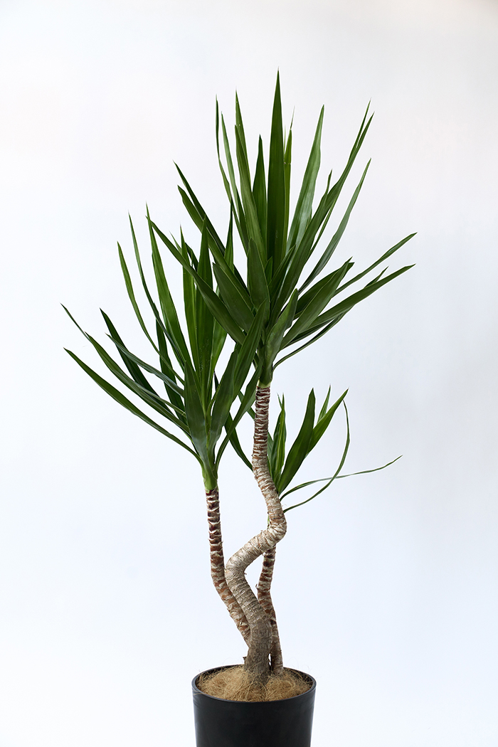 観葉植物 ユッカ ブランチ 一点もの（8号鉢）の写真4枚目