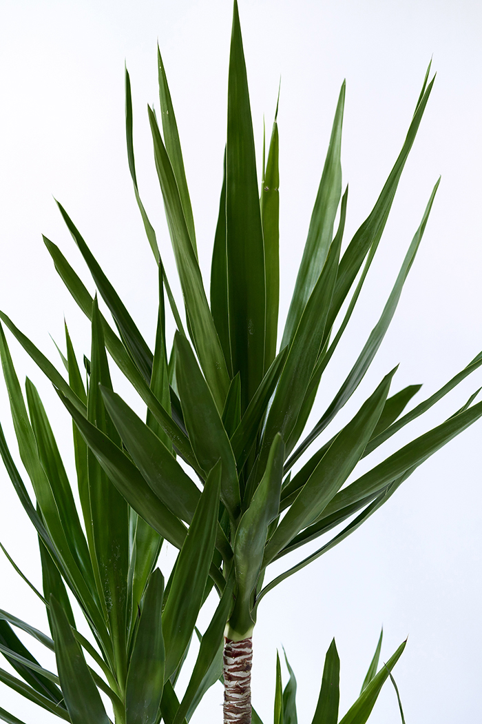 観葉植物 ユッカ ブランチ 一点もの（8号鉢）の写真5枚目