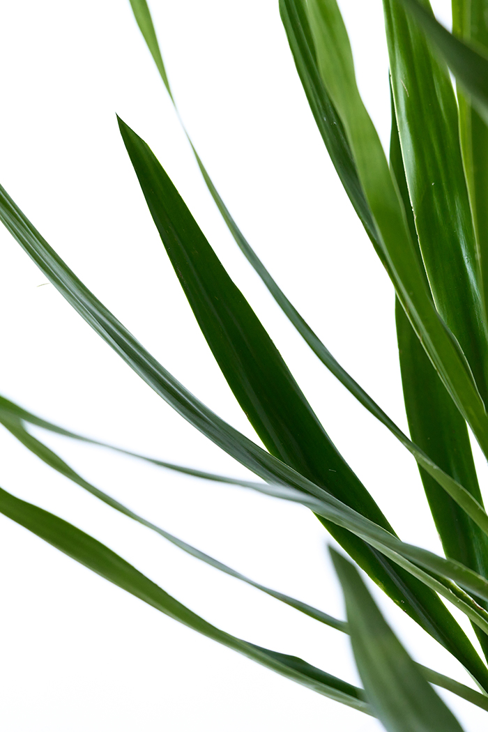 観葉植物 ユッカ ブランチ 一点もの（8号鉢）の写真6枚目