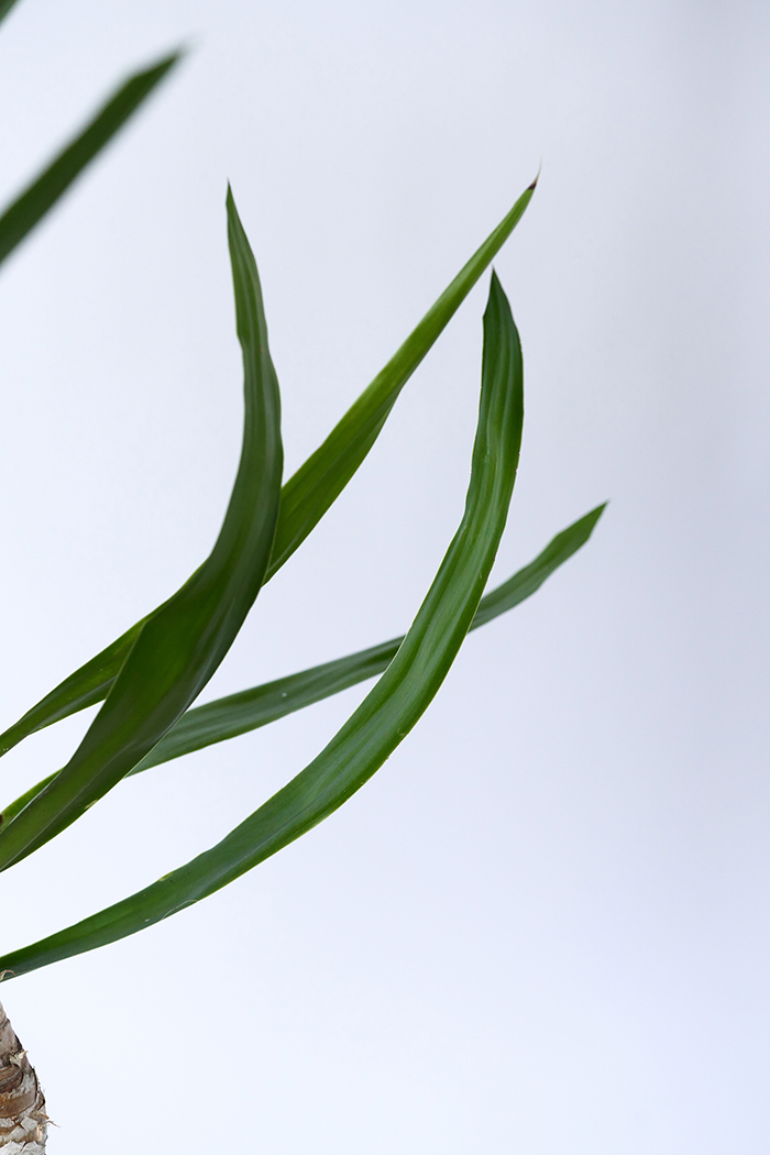 観葉植物 ユッカ ブランチ 一点もの（8号鉢）の写真7枚目