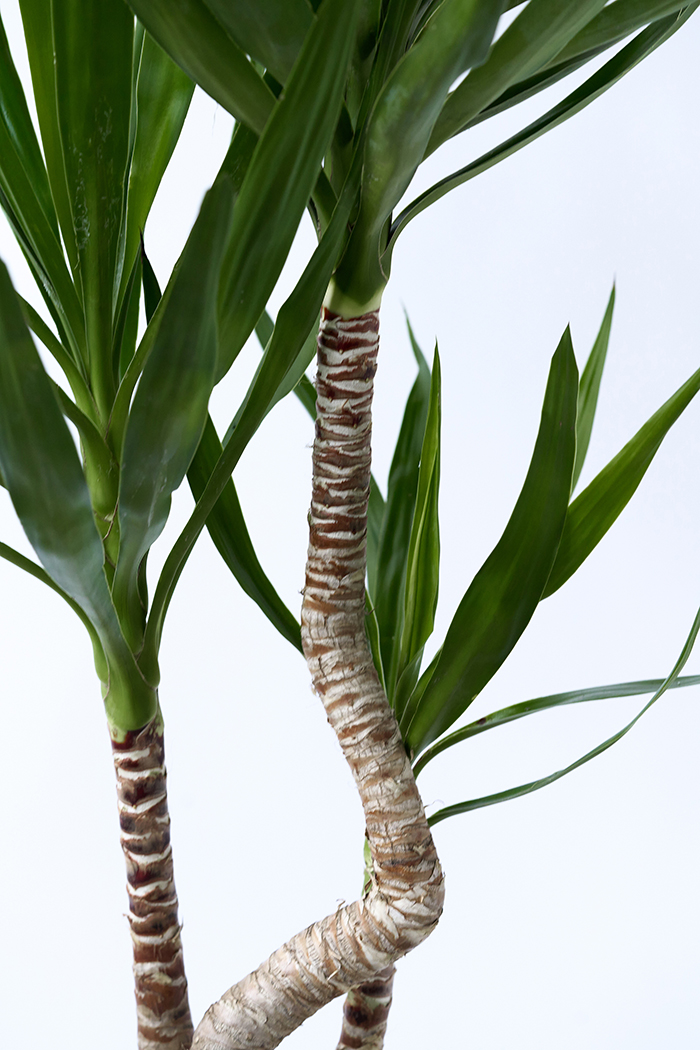 観葉植物 ユッカ ブランチ 一点もの（8号鉢）の写真8枚目