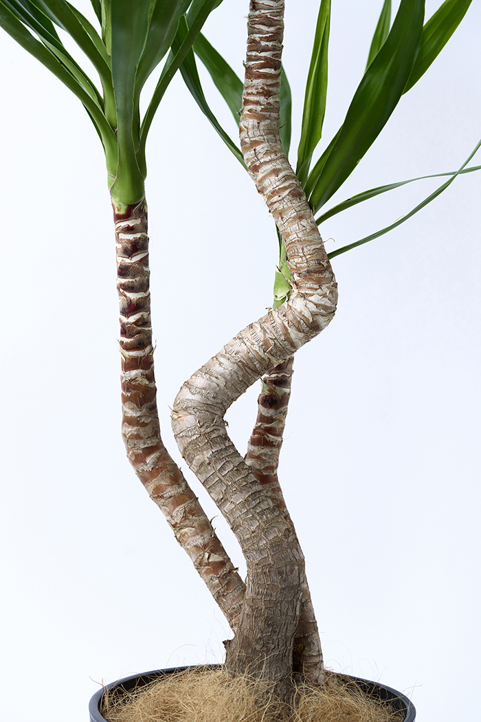観葉植物 ユッカ ブランチ 一点もの（8号鉢）の写真9枚目