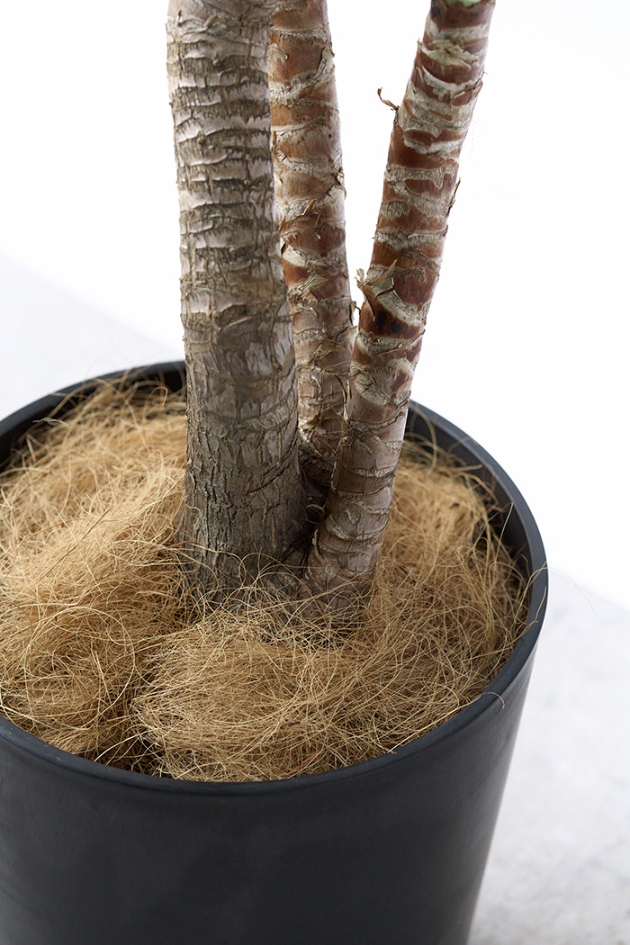 観葉植物 ユッカ ブランチ 一点もの（8号鉢）の写真10枚目