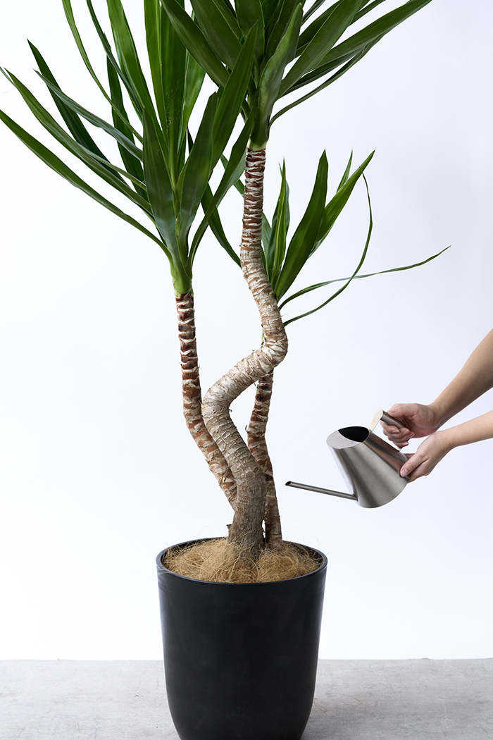 観葉植物 ユッカ ブランチ 一点もの（8号鉢）の写真12枚目