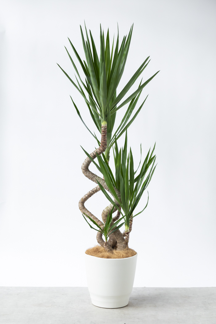 観葉植物 ユッカ ブランチ 一点もの（10号鉢）の写真1枚目