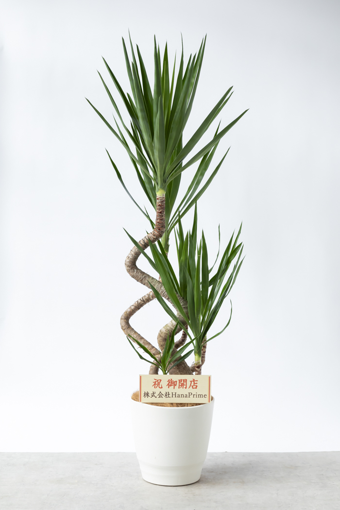 観葉植物 ユッカ ブランチ 一点もの（10号鉢）の写真2枚目