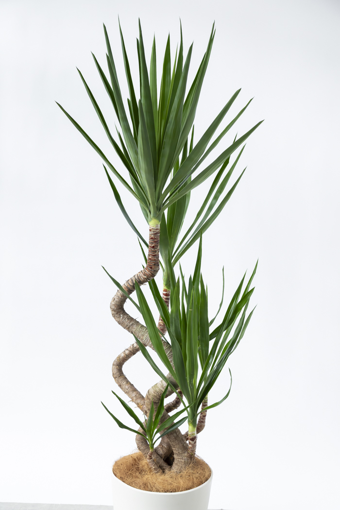 観葉植物 ユッカ ブランチ 一点もの（10号鉢）の写真4枚目