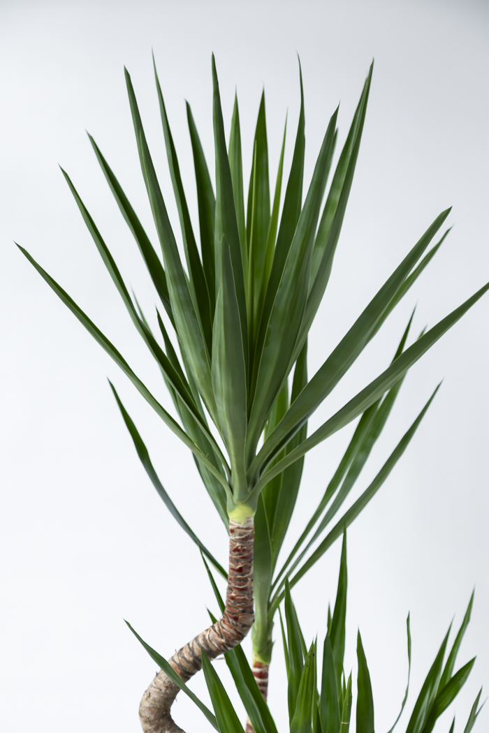 観葉植物 ユッカ ブランチ 一点もの（10号鉢）の写真5枚目