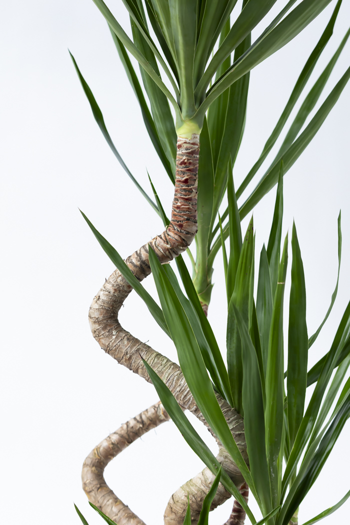 観葉植物 ユッカ ブランチ 一点もの（10号鉢）の写真6枚目