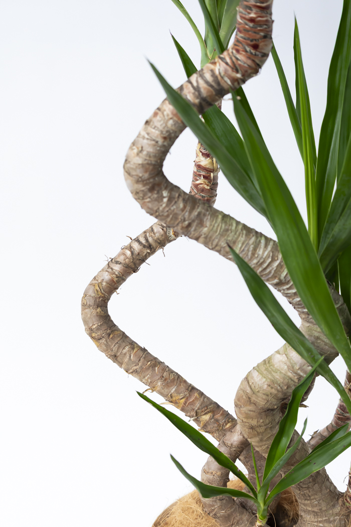 観葉植物 ユッカ ブランチ 一点もの（10号鉢）の写真7枚目