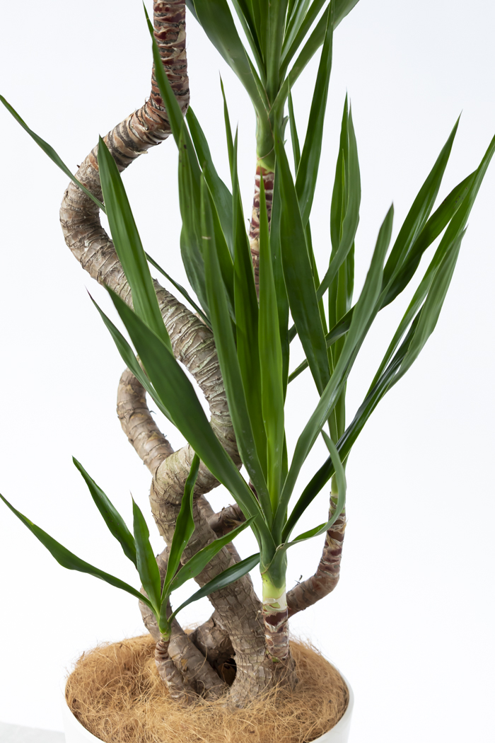 観葉植物 ユッカ ブランチ 一点もの（10号鉢）の写真8枚目