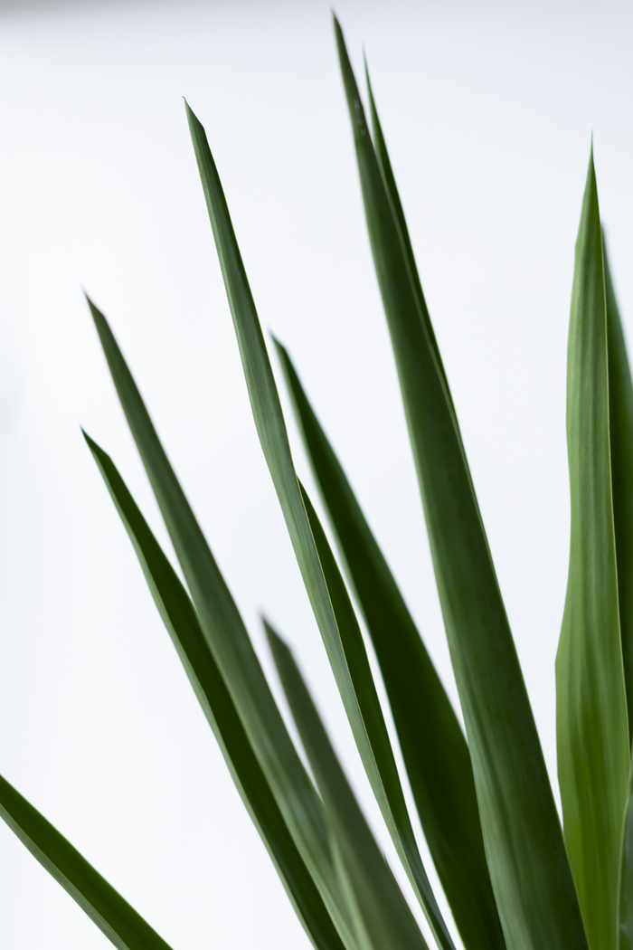 観葉植物 ユッカ ブランチ 一点もの（10号鉢）の写真9枚目