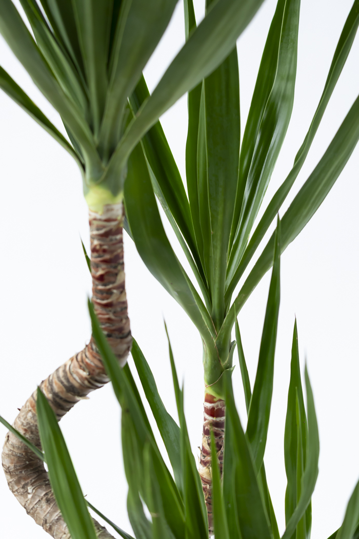 観葉植物 ユッカ ブランチ 一点もの（10号鉢）の写真10枚目