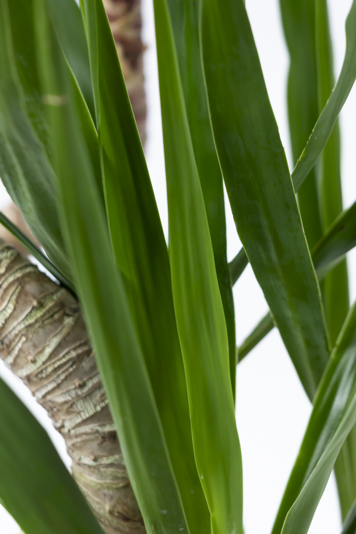 観葉植物 ユッカ ブランチ 一点もの（10号鉢）の写真11枚目