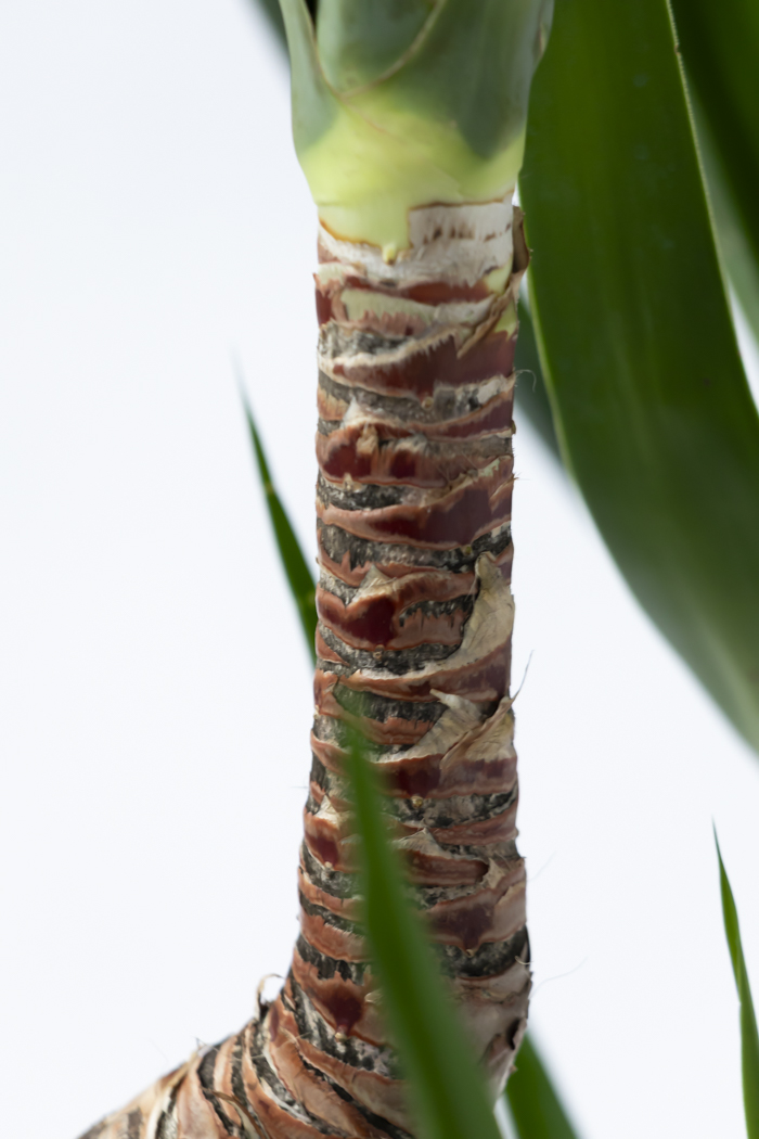 観葉植物 ユッカ ブランチ 一点もの（10号鉢）の写真12枚目