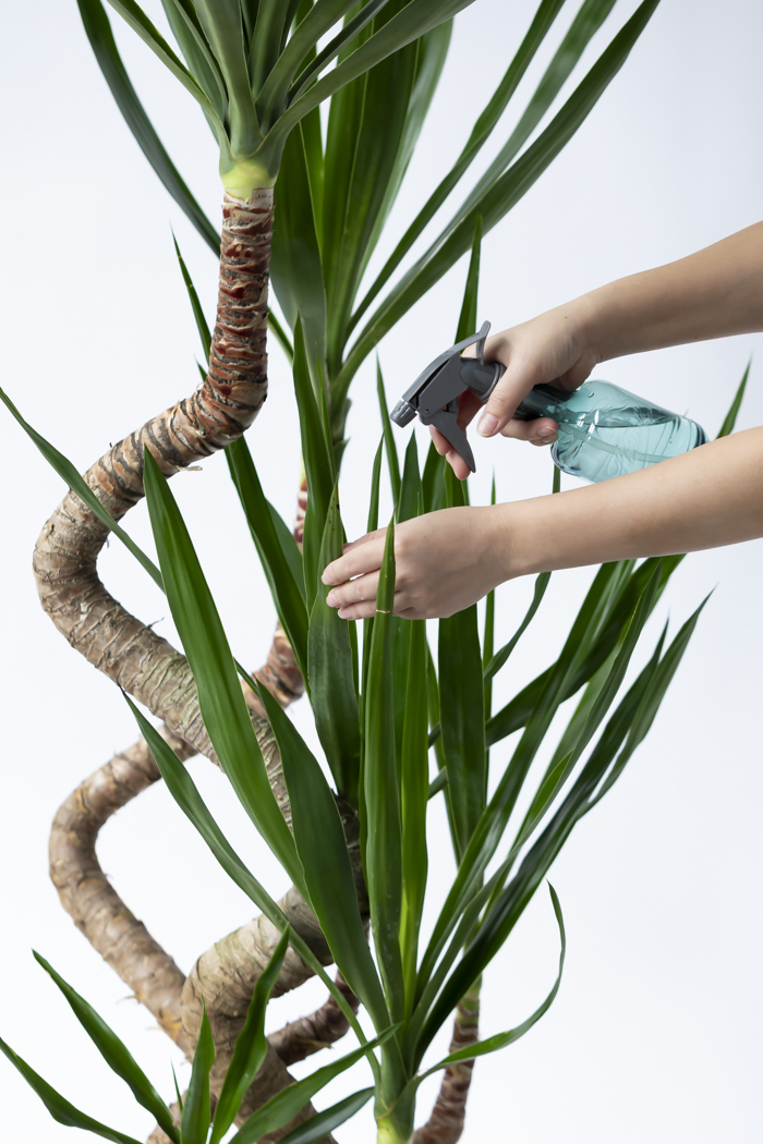 観葉植物 ユッカ ブランチ 一点もの（10号鉢）の写真13枚目