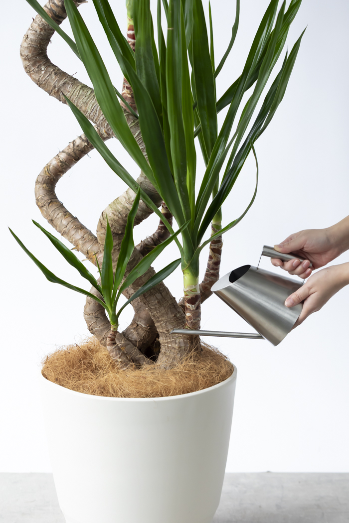 観葉植物 ユッカ ブランチ 一点もの（10号鉢）の写真14枚目