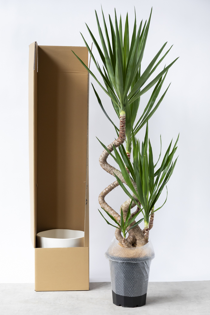 観葉植物 ユッカ ブランチ 一点もの（10号鉢）の写真15枚目