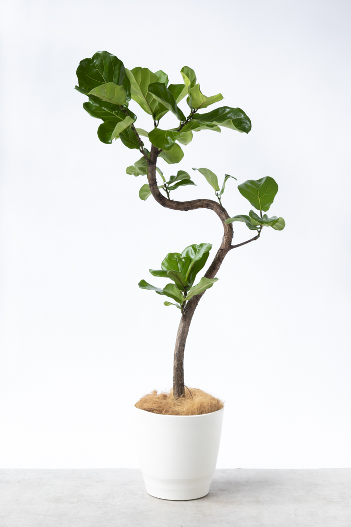 観葉植物 カシワバゴム曲がり 一点もの（10号鉢）の写真1枚目