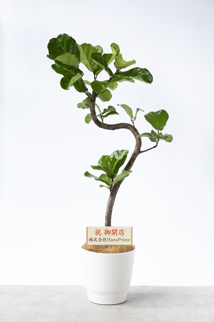 観葉植物 カシワバゴム曲がり 一点もの（10号鉢）の写真2枚目