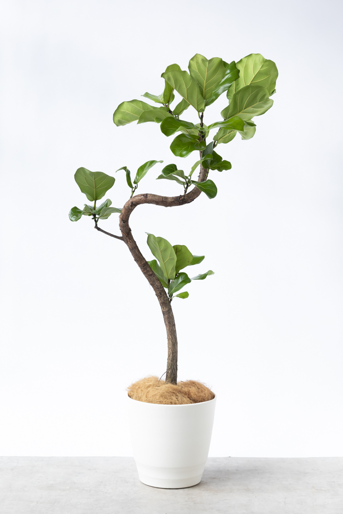 観葉植物 カシワバゴム曲がり 一点もの（10号鉢）の写真3枚目