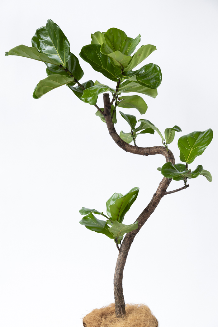 観葉植物 カシワバゴム曲がり 一点もの（10号鉢）の写真4枚目