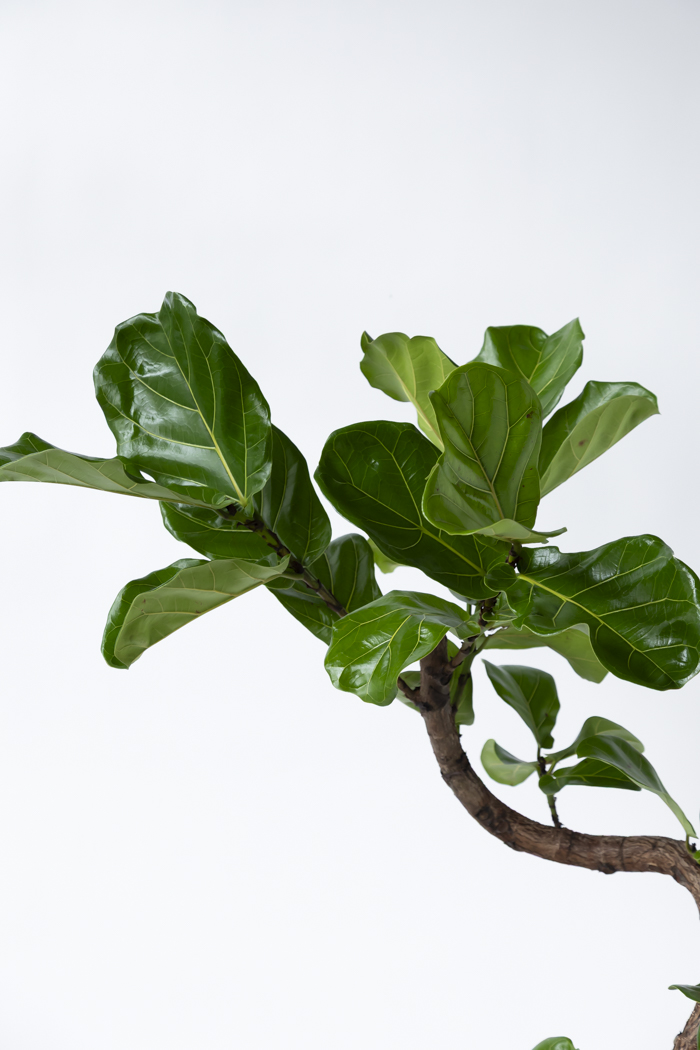 観葉植物 カシワバゴム曲がり 一点もの（10号鉢）の写真5枚目