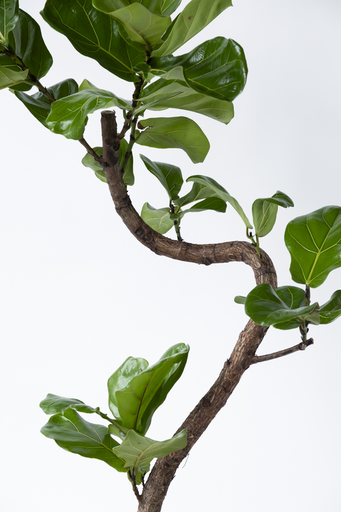 観葉植物 カシワバゴム曲がり 一点もの（10号鉢）の写真6枚目