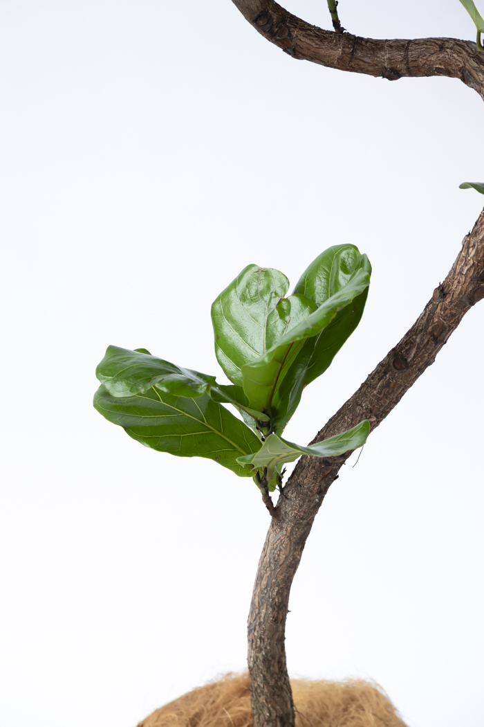 観葉植物 カシワバゴム曲がり 一点もの（10号鉢）の写真8枚目