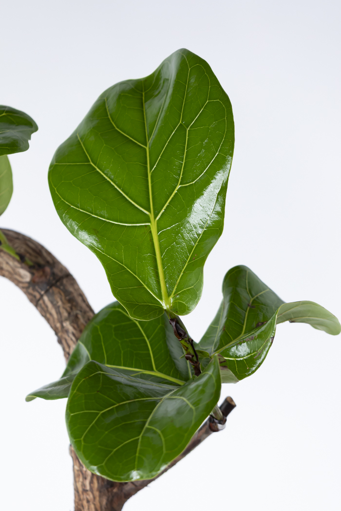 観葉植物 カシワバゴム曲がり 一点もの（10号鉢）の写真9枚目