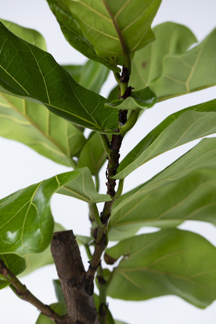 観葉植物 カシワバゴム曲がり 一点もの（10号鉢）の写真10枚目