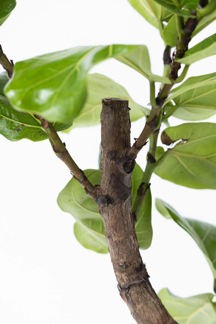 観葉植物 カシワバゴム曲がり 一点もの（10号鉢）の写真11枚目