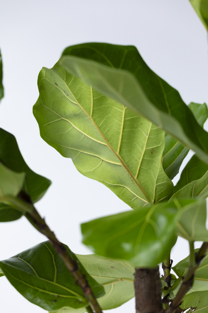 観葉植物 カシワバゴム曲がり 一点もの（10号鉢）の写真12枚目