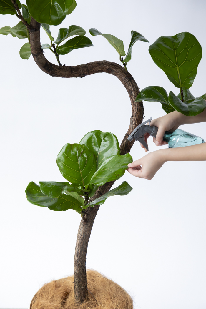 観葉植物 カシワバゴム曲がり 一点もの（10号鉢）の写真13枚目