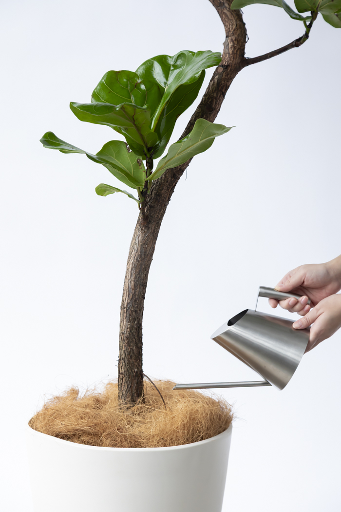 観葉植物 カシワバゴム曲がり 一点もの（10号鉢）の写真14枚目