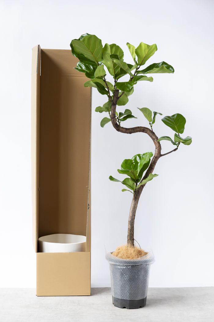 観葉植物 カシワバゴム曲がり 一点もの（10号鉢）の写真15枚目