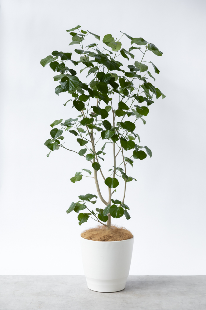 観葉植物 テリハハマボウ レイ 一点もの(A)（10号鉢）の写真1枚目