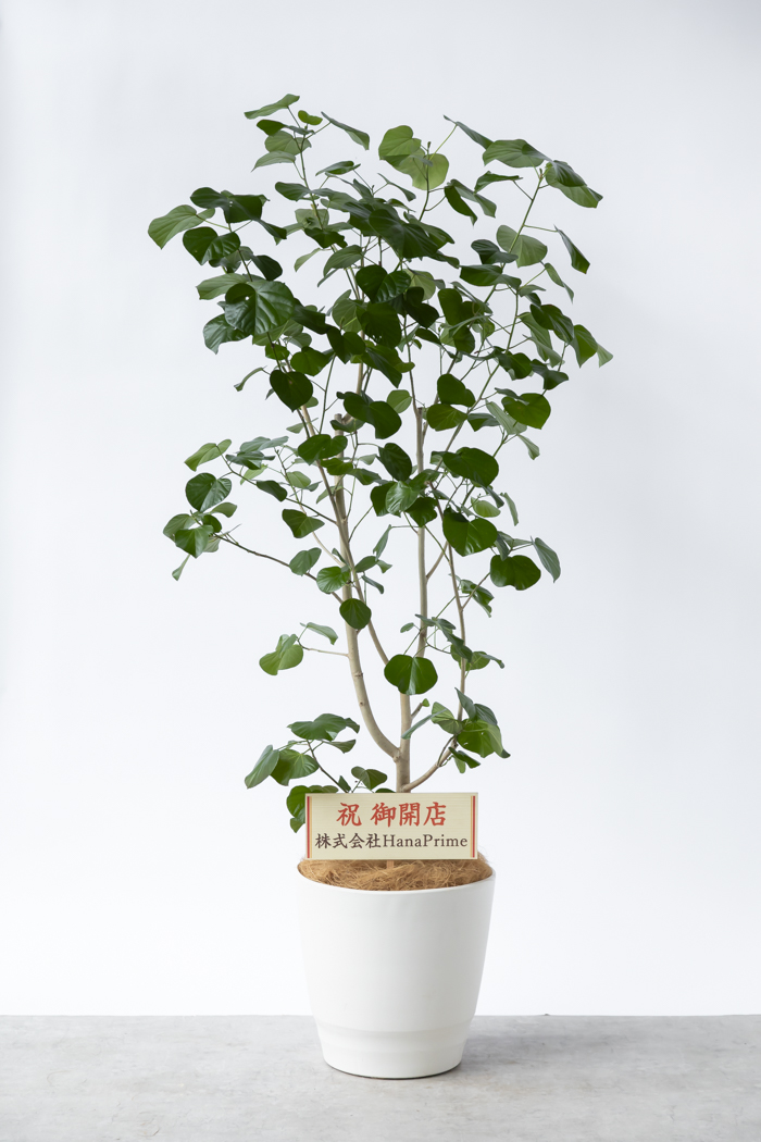 観葉植物 テリハハマボウ レイ 一点もの(A)（10号鉢）の写真2枚目