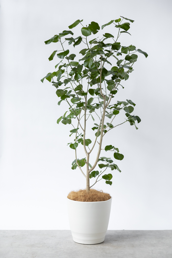 観葉植物 テリハハマボウ レイ 一点もの(A)（10号鉢）の写真3枚目