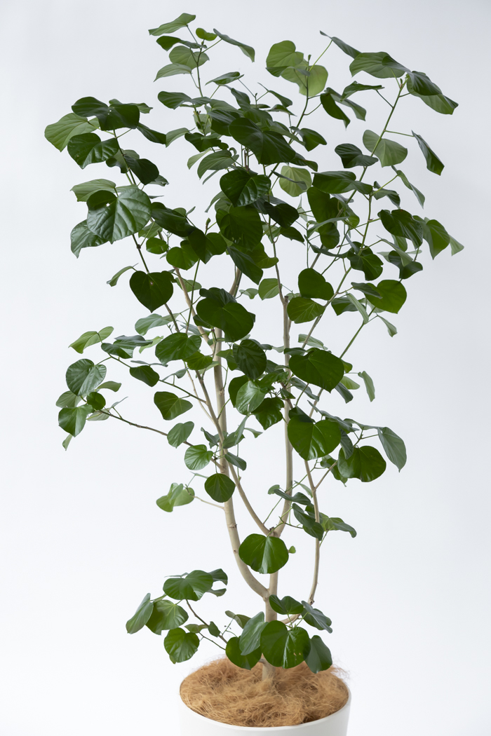 観葉植物 テリハハマボウ レイ 一点もの(A)（10号鉢）の写真4枚目