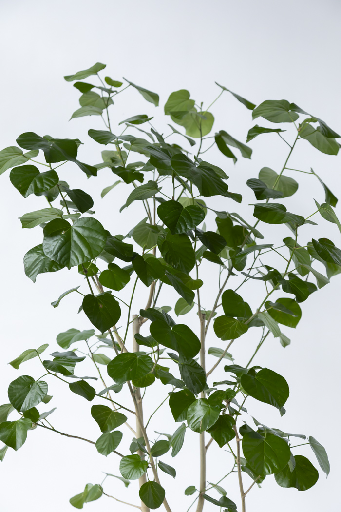 観葉植物 テリハハマボウ レイ 一点もの(A)（10号鉢）の写真5枚目