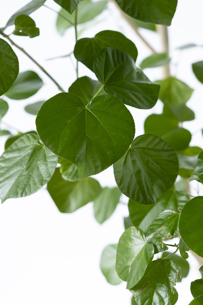 観葉植物 テリハハマボウ レイ 一点もの(A)（10号鉢）の写真6枚目
