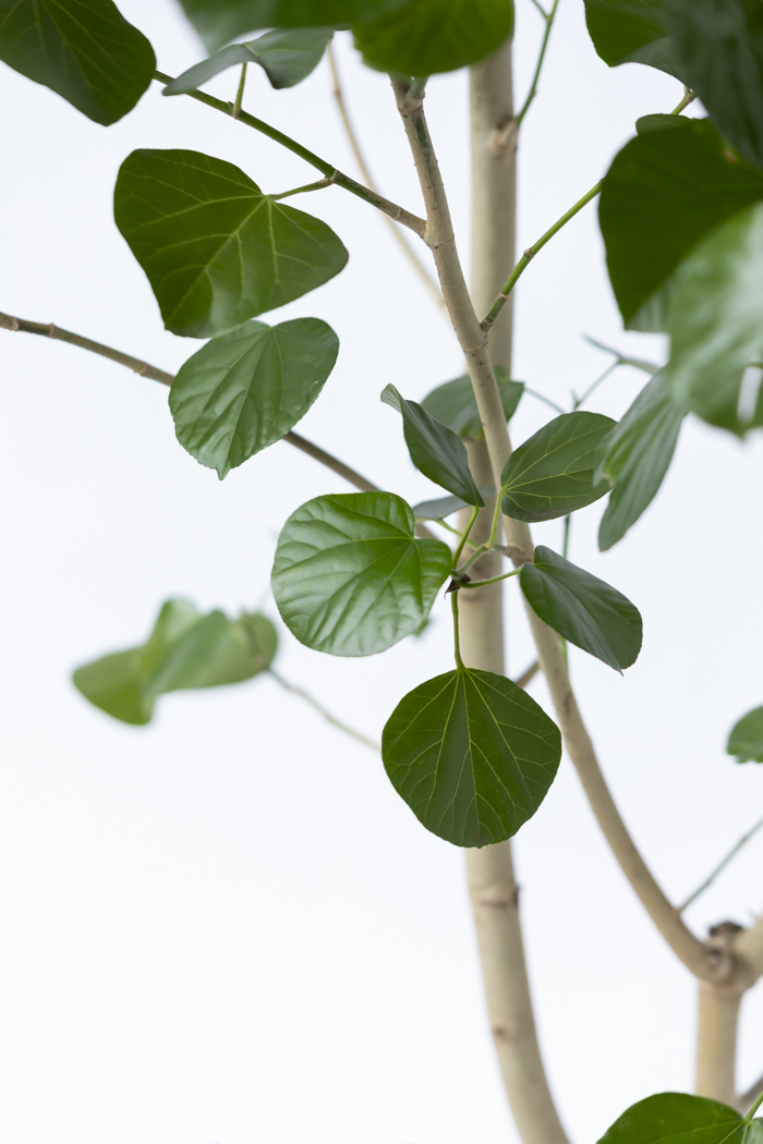 観葉植物 テリハハマボウ レイ 一点もの(A)（10号鉢）の写真7枚目