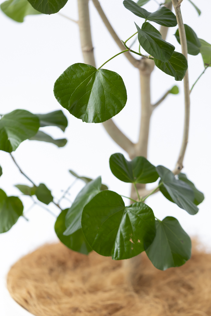 観葉植物 テリハハマボウ レイ 一点もの(A)（10号鉢）の写真8枚目