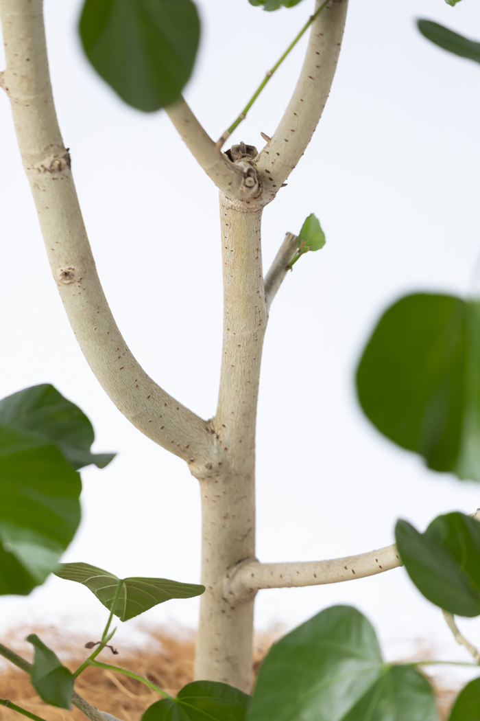 観葉植物 テリハハマボウ レイ 一点もの(A)（10号鉢）の写真9枚目