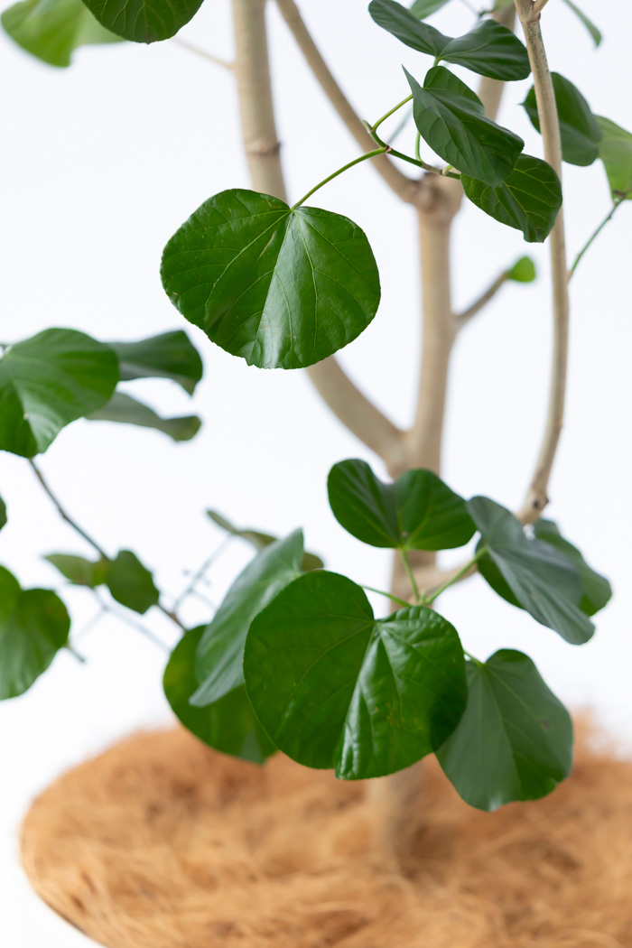 観葉植物 テリハハマボウ レイ 一点もの(A)（10号鉢）の写真10枚目