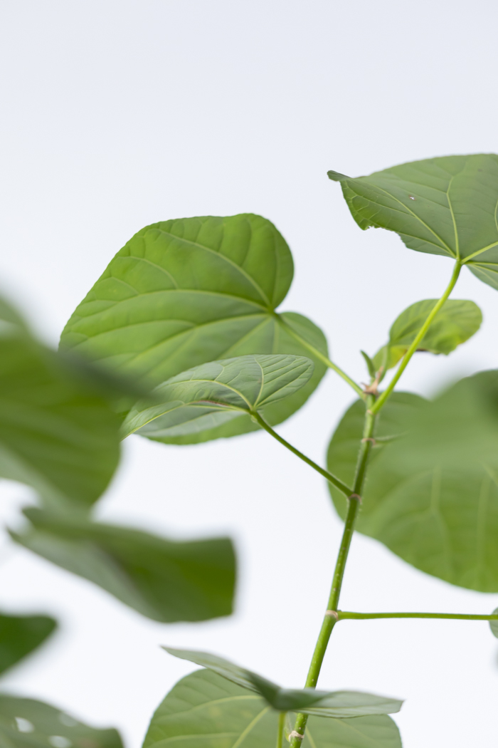 観葉植物 テリハハマボウ レイ 一点もの(A)（10号鉢）の写真11枚目