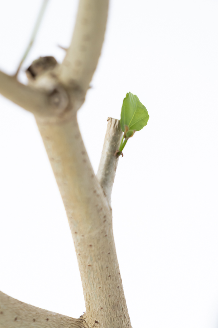 観葉植物 テリハハマボウ レイ 一点もの(A)（10号鉢）の写真12枚目