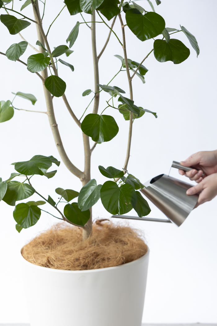 観葉植物 テリハハマボウ レイ 一点もの(A)（10号鉢）の写真14枚目